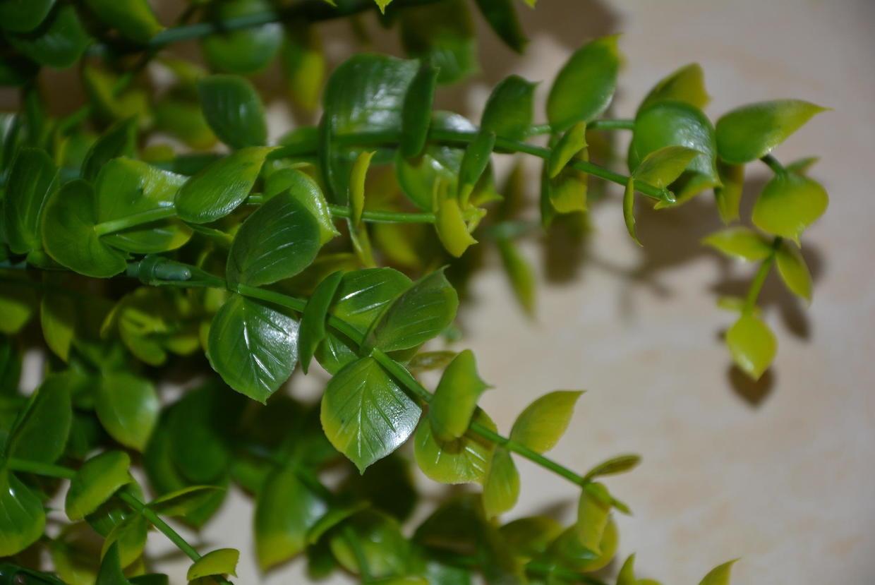 独特绿植盆栽，点亮室内空间的颜值担当