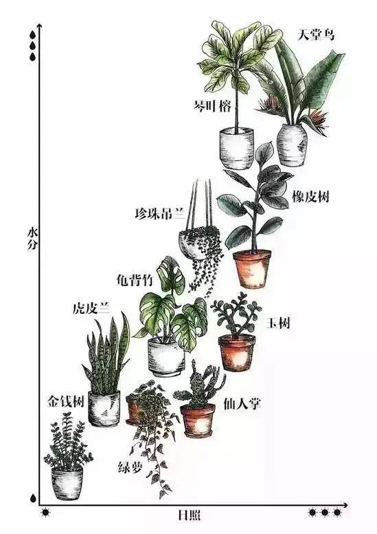 室内绿植盆栽，种子的种植与养护