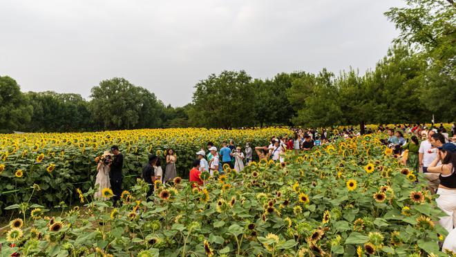 北京奥林匹克公园的向阳花