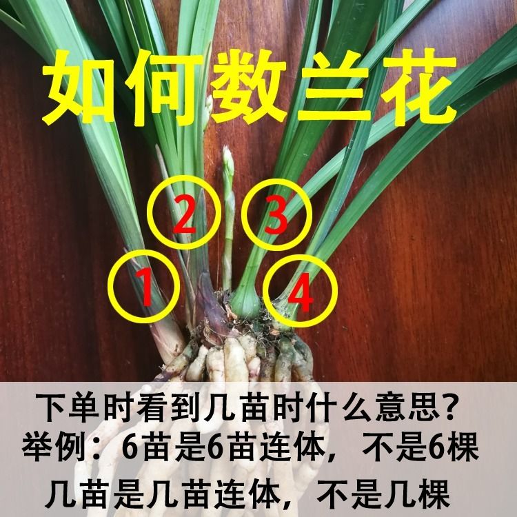 室内绿植盆栽之美——以惠兰为例